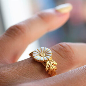 Marguerites / Daisy
